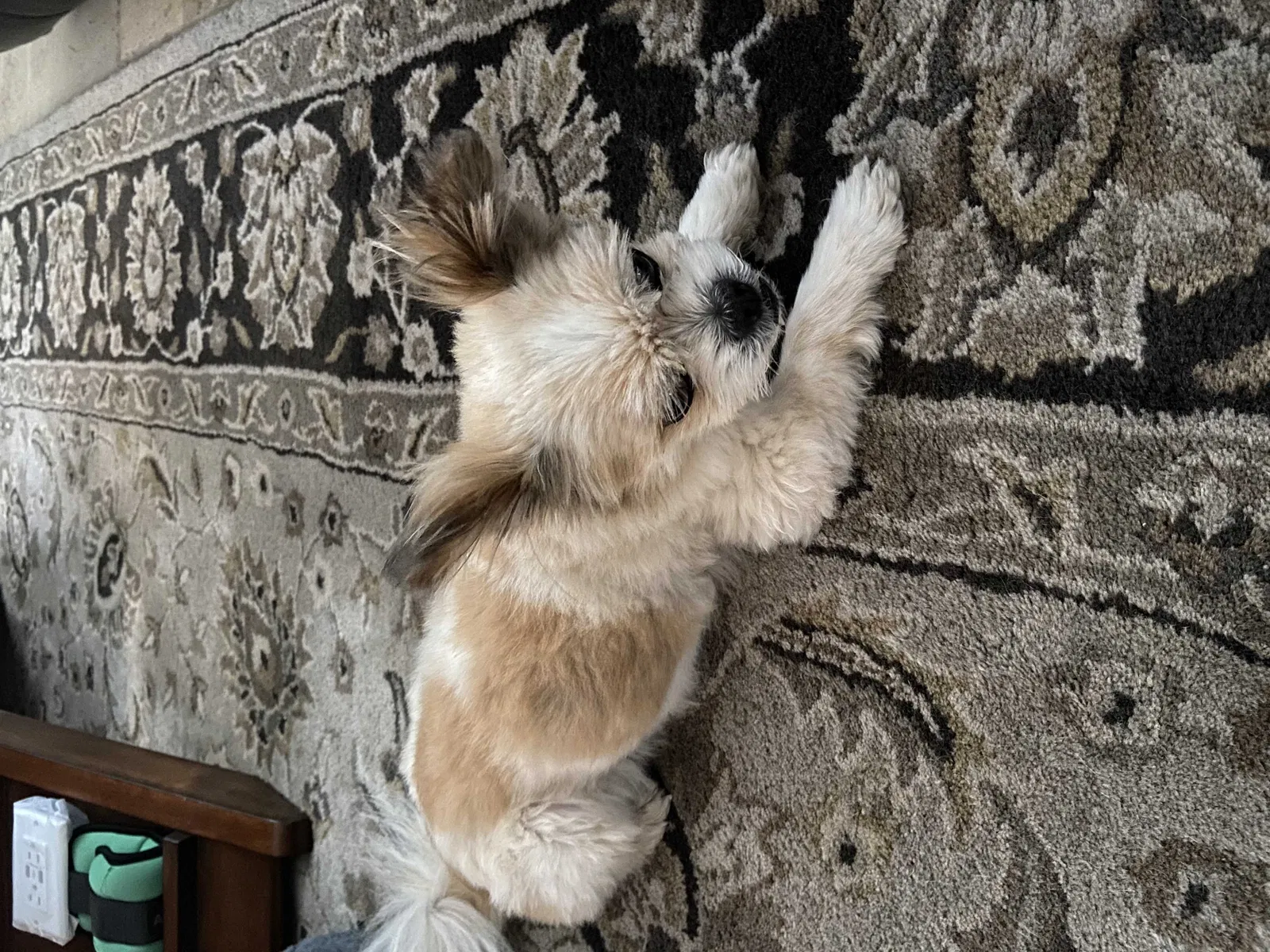 Lost dog in Oxnard, CA, 93033