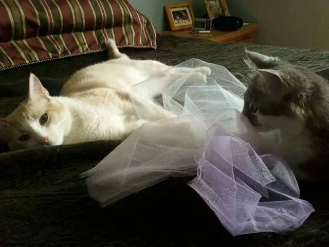 Lost cat in San Antonio, TX, 78258