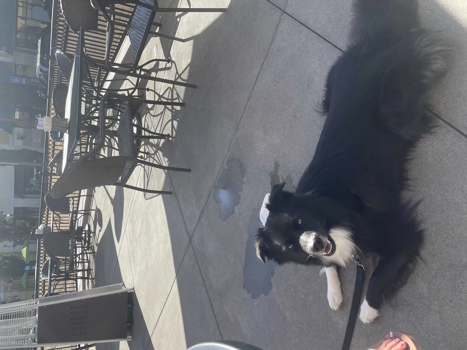 Lost dog in Corona, CA, 92880
