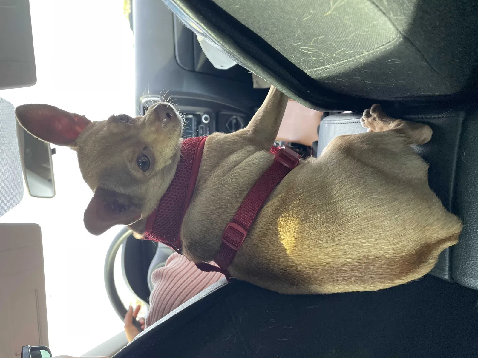 Lost dog in Las Vegas, NV, 89122