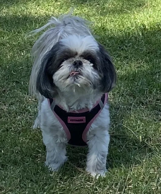 Lost dog in Chino Hills, CA, 91709