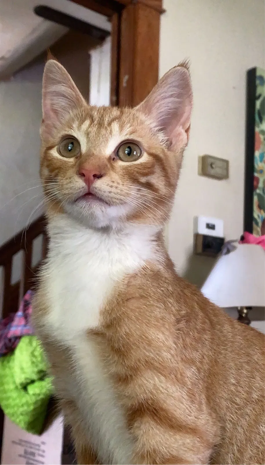 Lost cat in Independence, MO, 64052