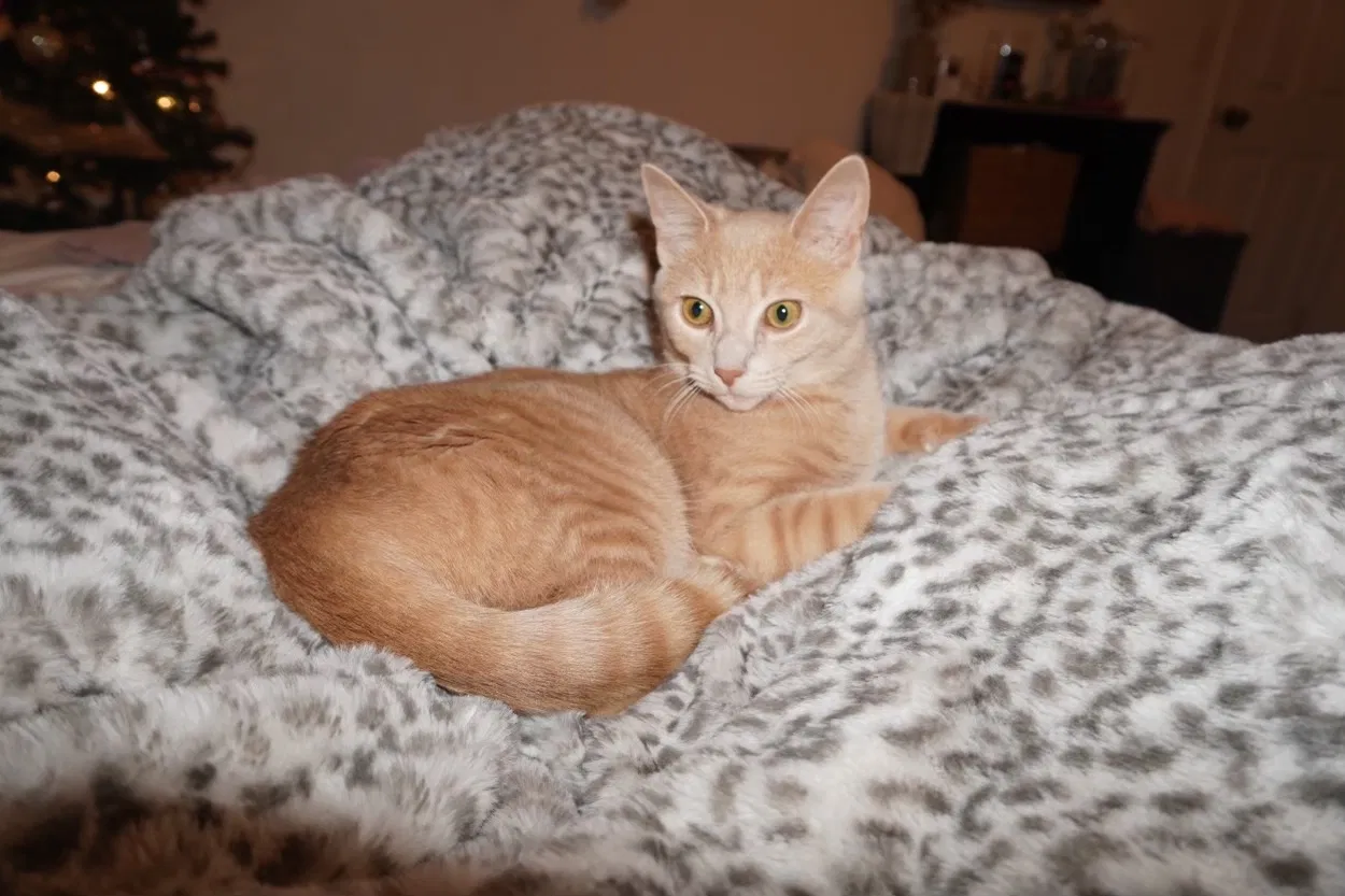 Lost cat in Easton, PA, 18045