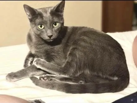 Lost cat in Oklahoma City, OK, 73128