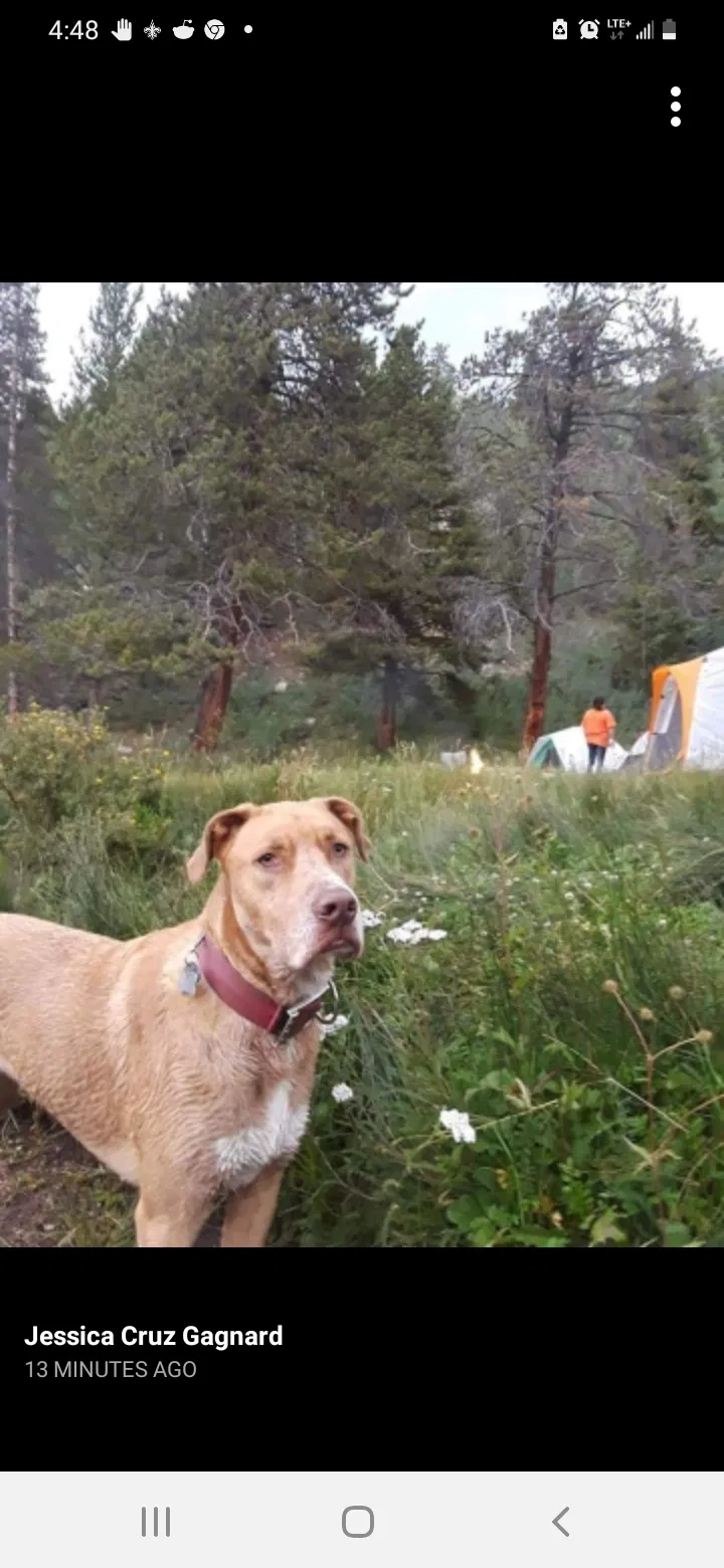 Lost dog in Pueblo, CO, 81001