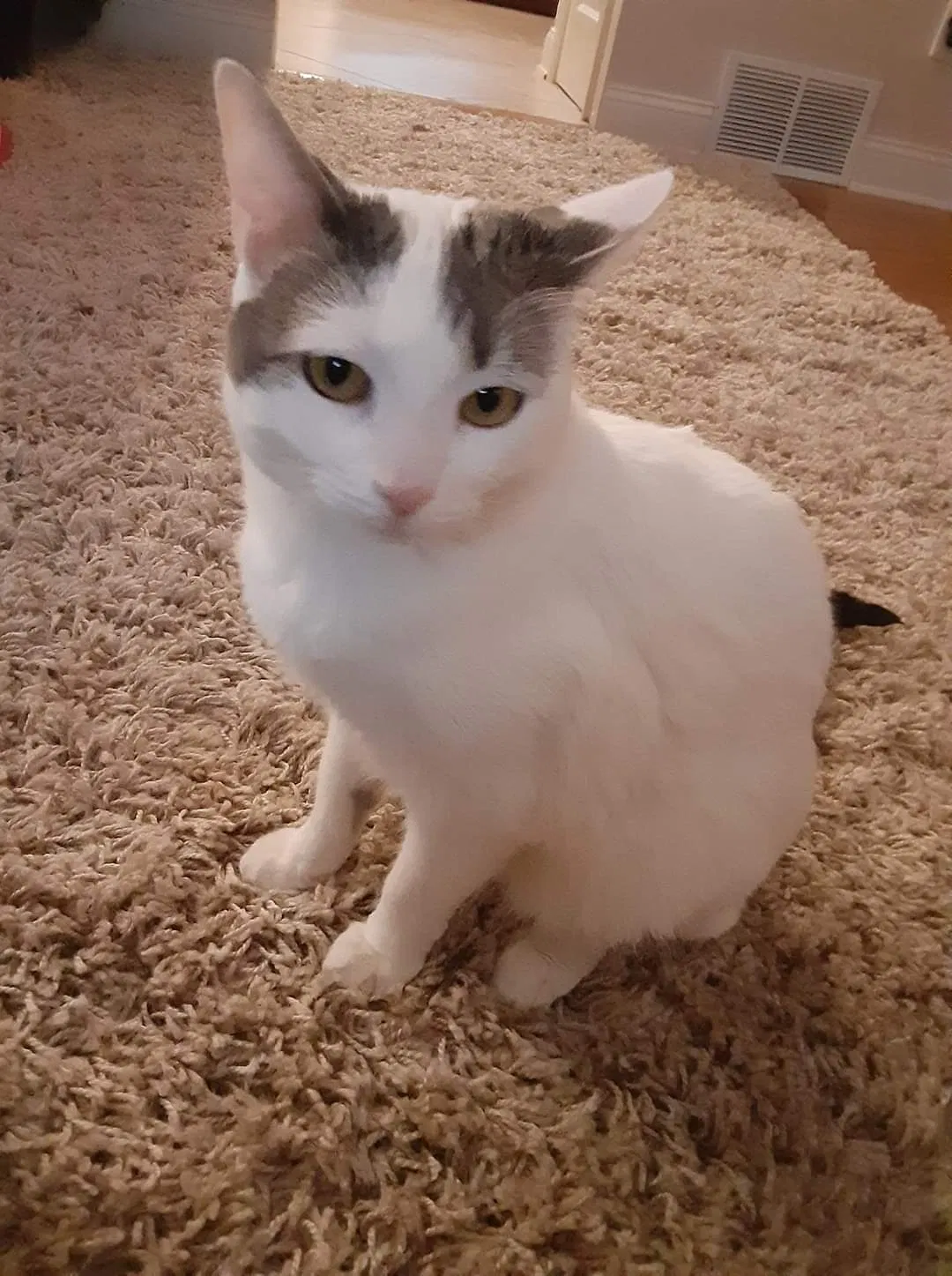 Lost cat in Albany, NY, 12205