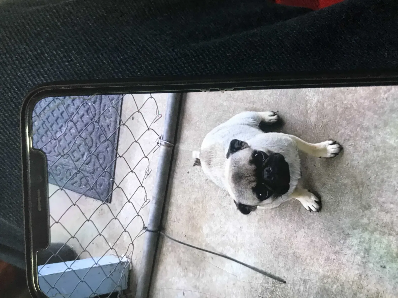 Lost dog in San Angelo, TX, 76905