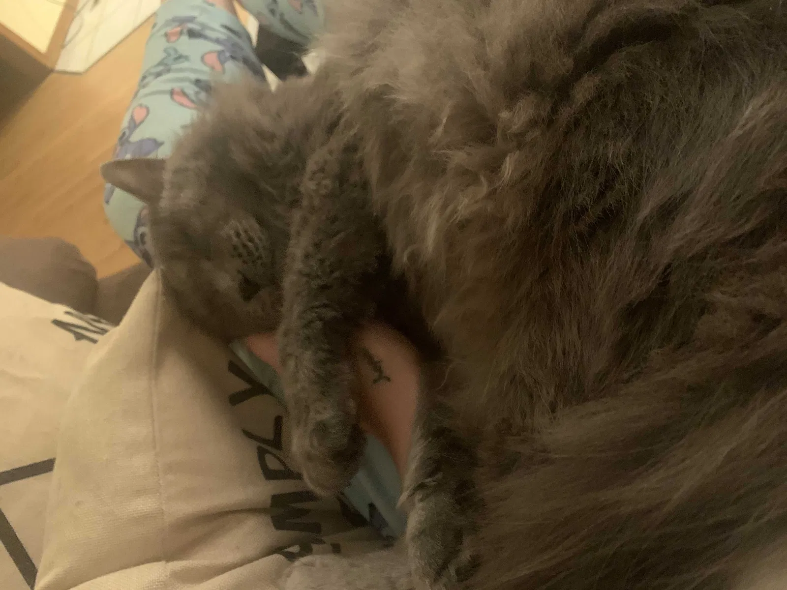 Lost cat in Springfield, MO, 65809