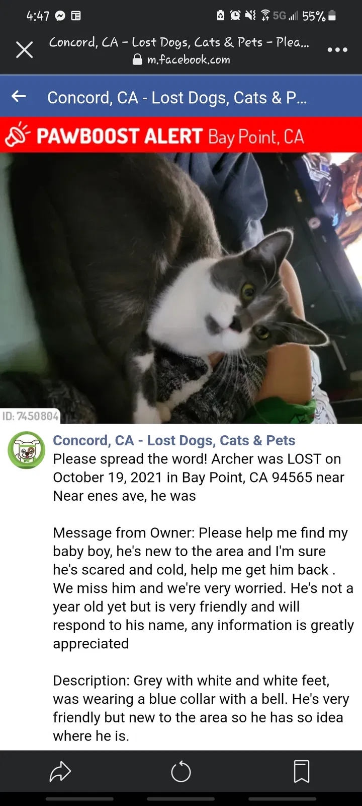 Lost cat in Pleasanton, CA, 94566