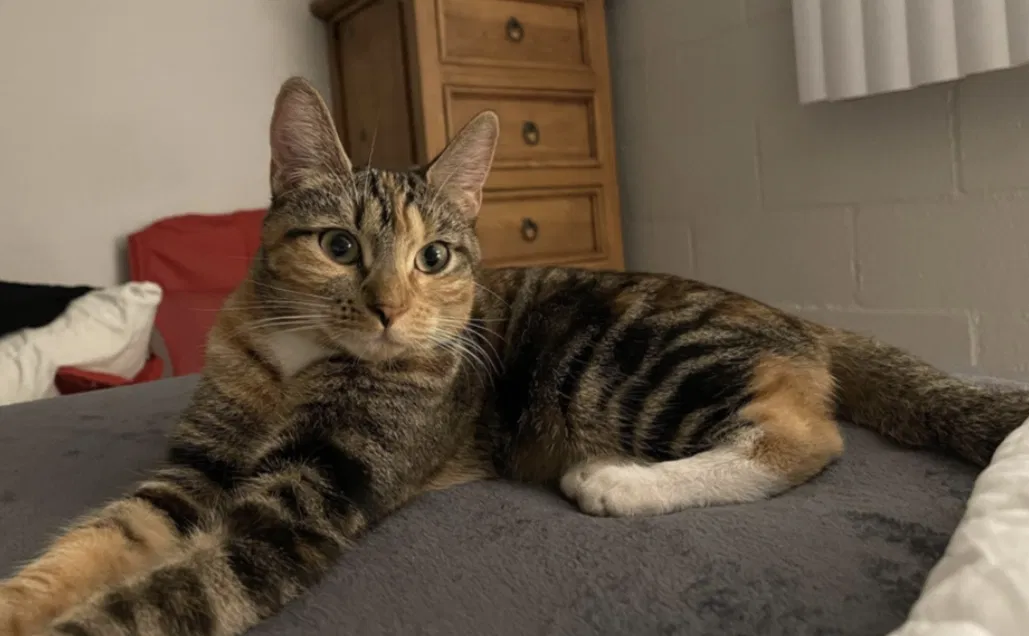 Lost cat in Palm Desert, CA, 92260