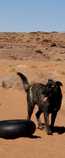 Lost dog in Gallup, NM, 87301