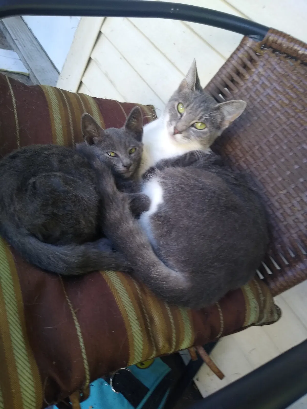 Lost cat in Lexington, KY, 40508