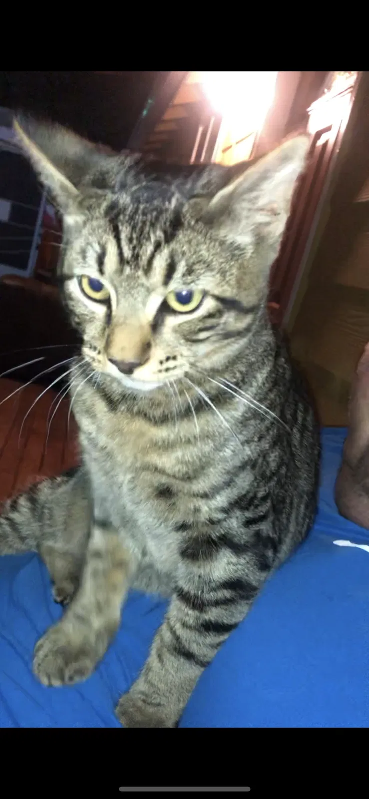 Lost cat in Granite Falls, WA, 98252
