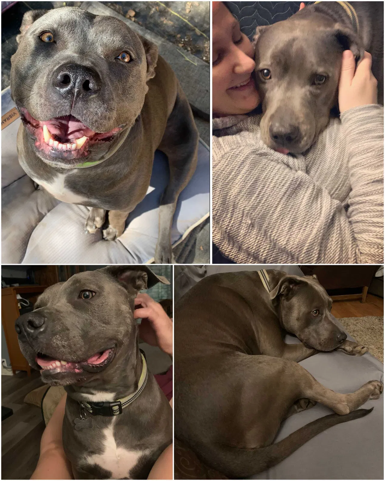 Lost dog in Ukiah, CA, 95482