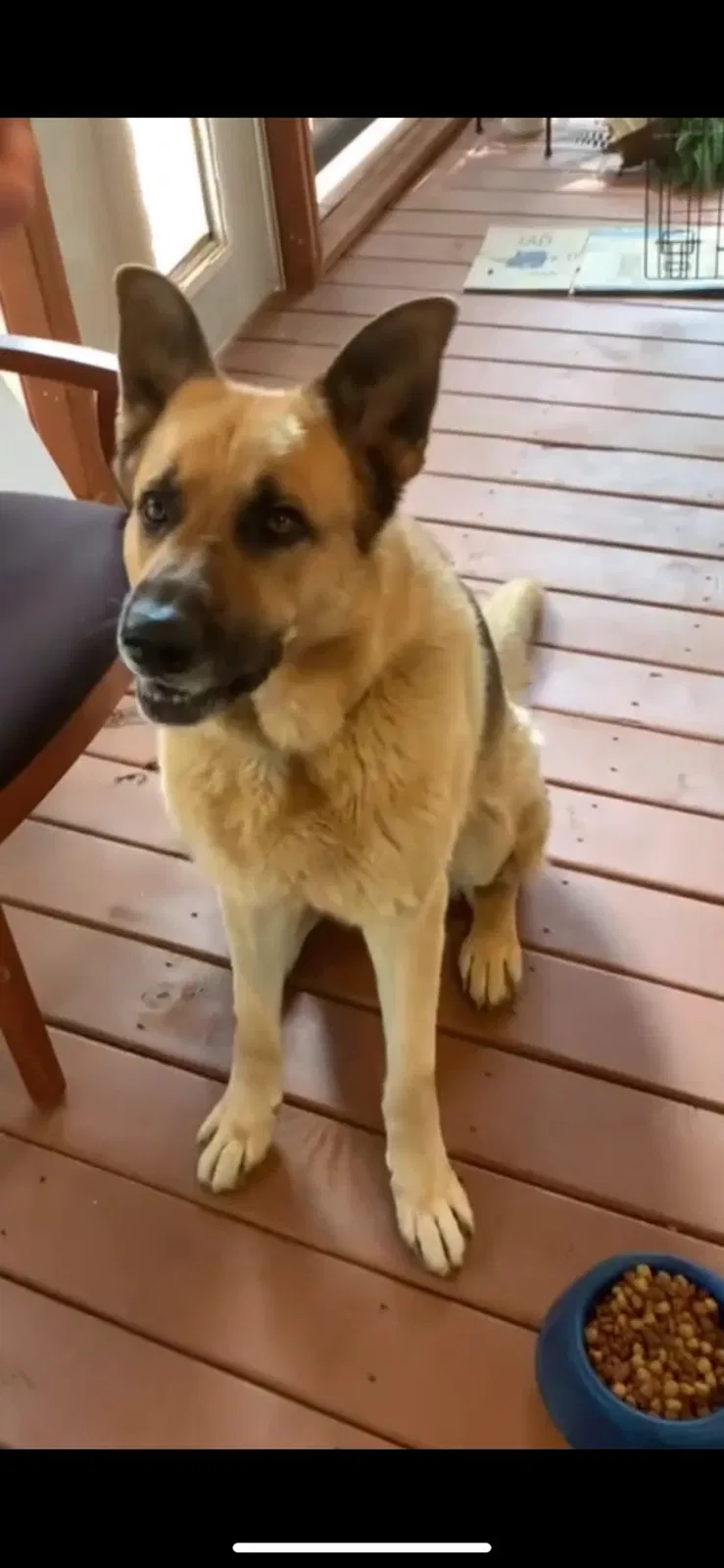 Lost dog in Lawrenceville, GA, 30044