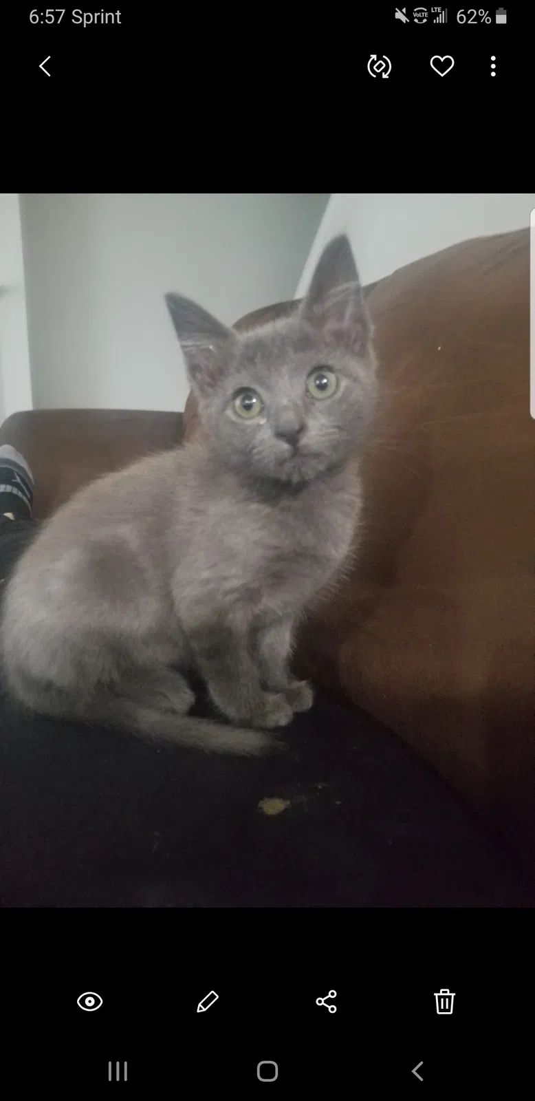 Lost cat in Anderson, SC, 29625