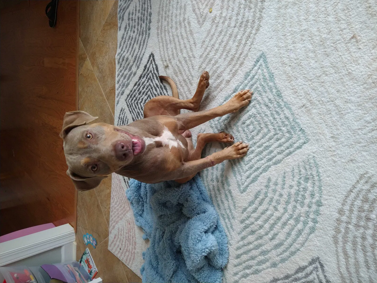 Found dog in Midland, GA, 31820