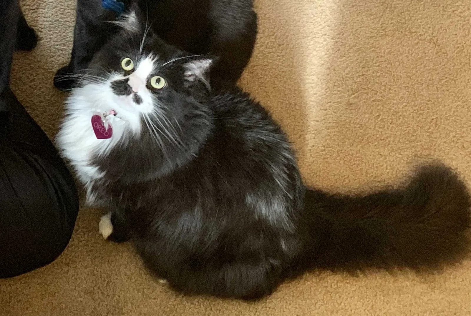 Lost cat in New Port Richey, FL, 34654