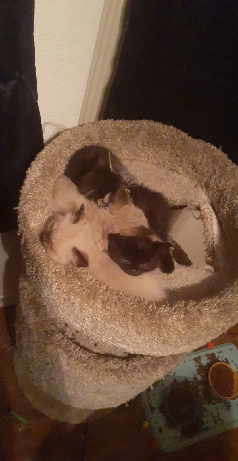 Lost cat in Fresno, CA, 93720
