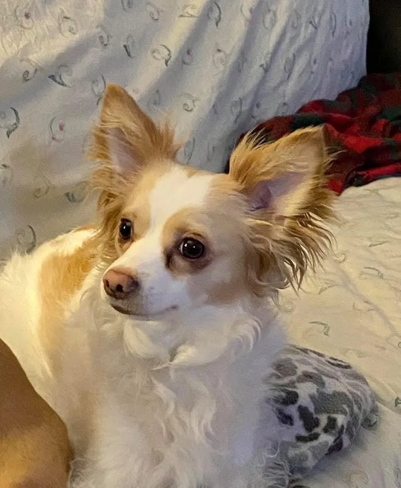 Lost dog in Danbury, CT, 6811