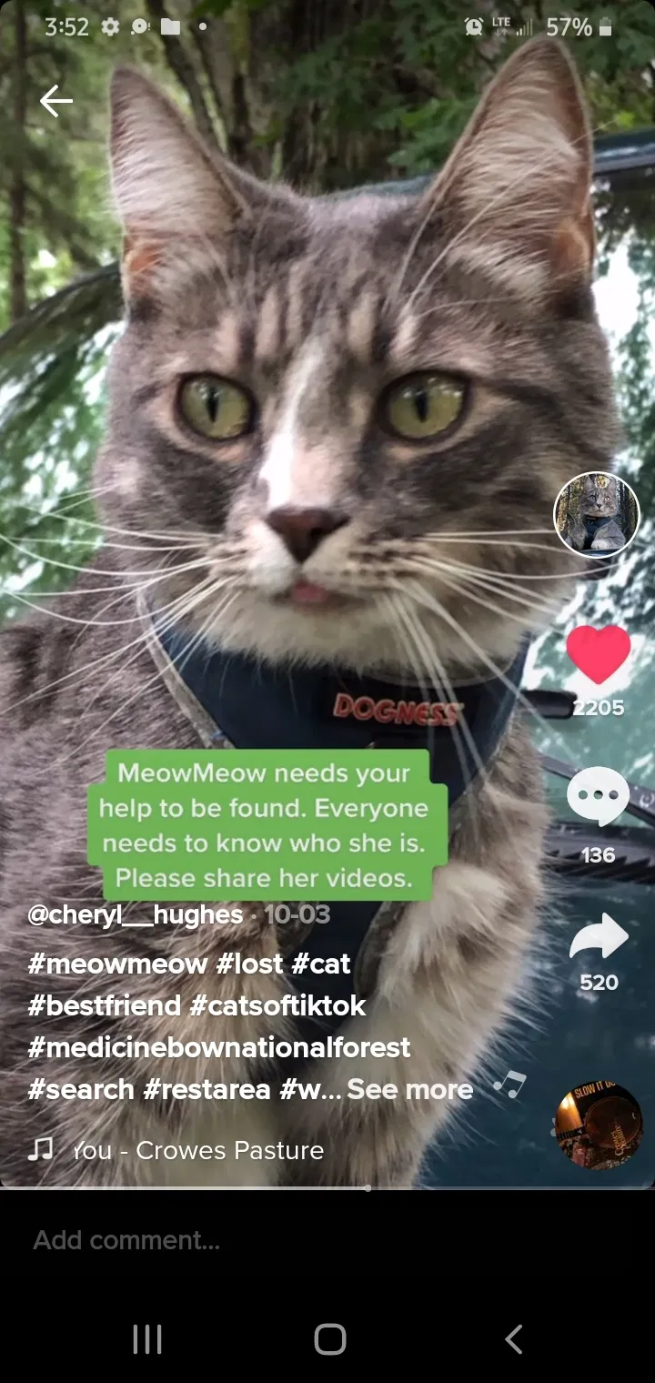 Lost cat in Pueblo, CO, 81002