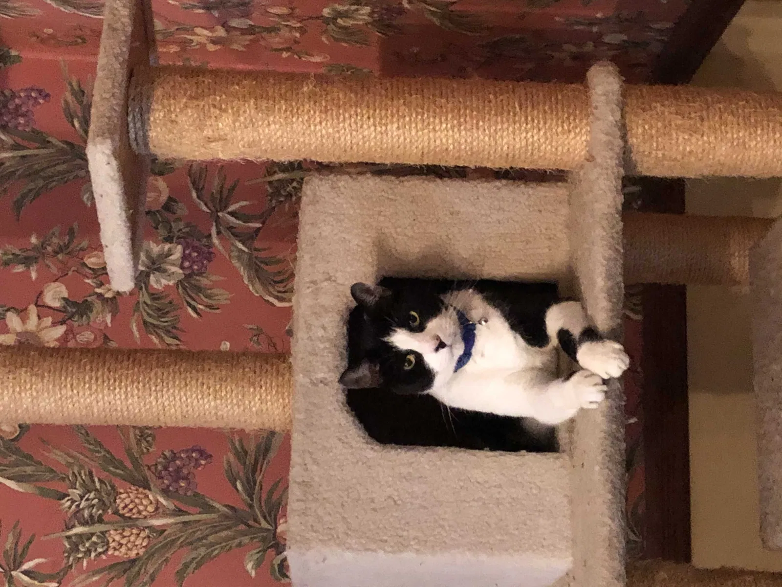 Lost cat in Cedar Grove, NJ, 7009