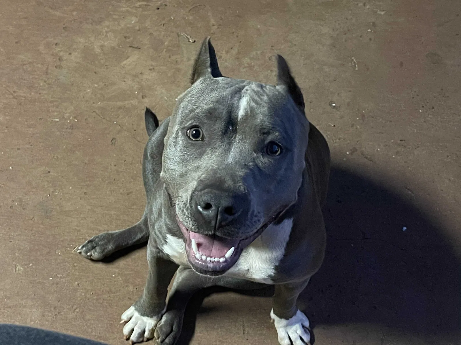 Lost dog in Ewa Beach, HI, 96706