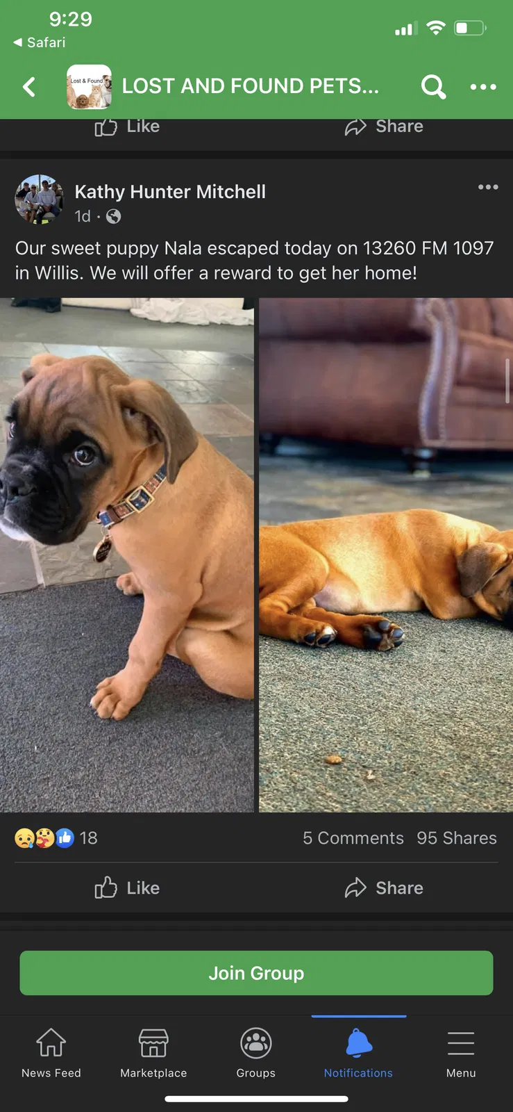 Lost dog in Willis, TX, 77378