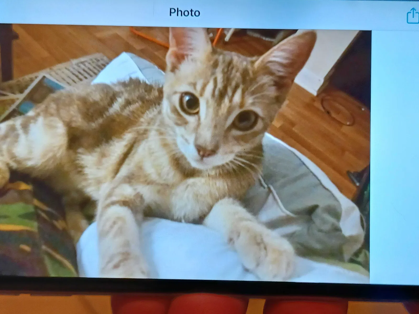 Lost cat in Atlantic City, NJ, 8401