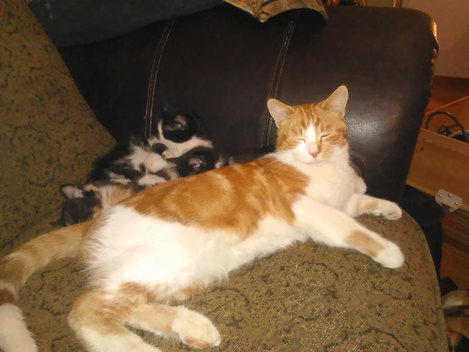 Lost cat in Abilene, TX, 79605