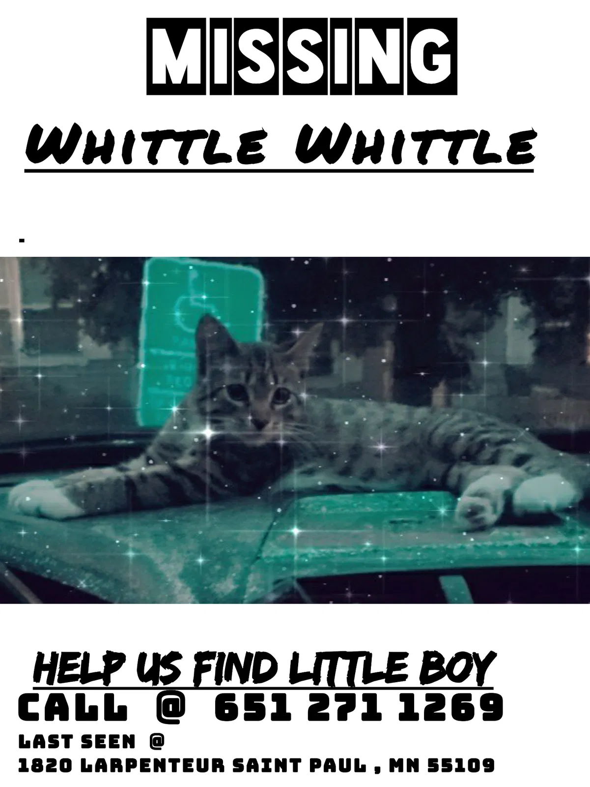 Lost cat in Saint Paul, MN, 55109
