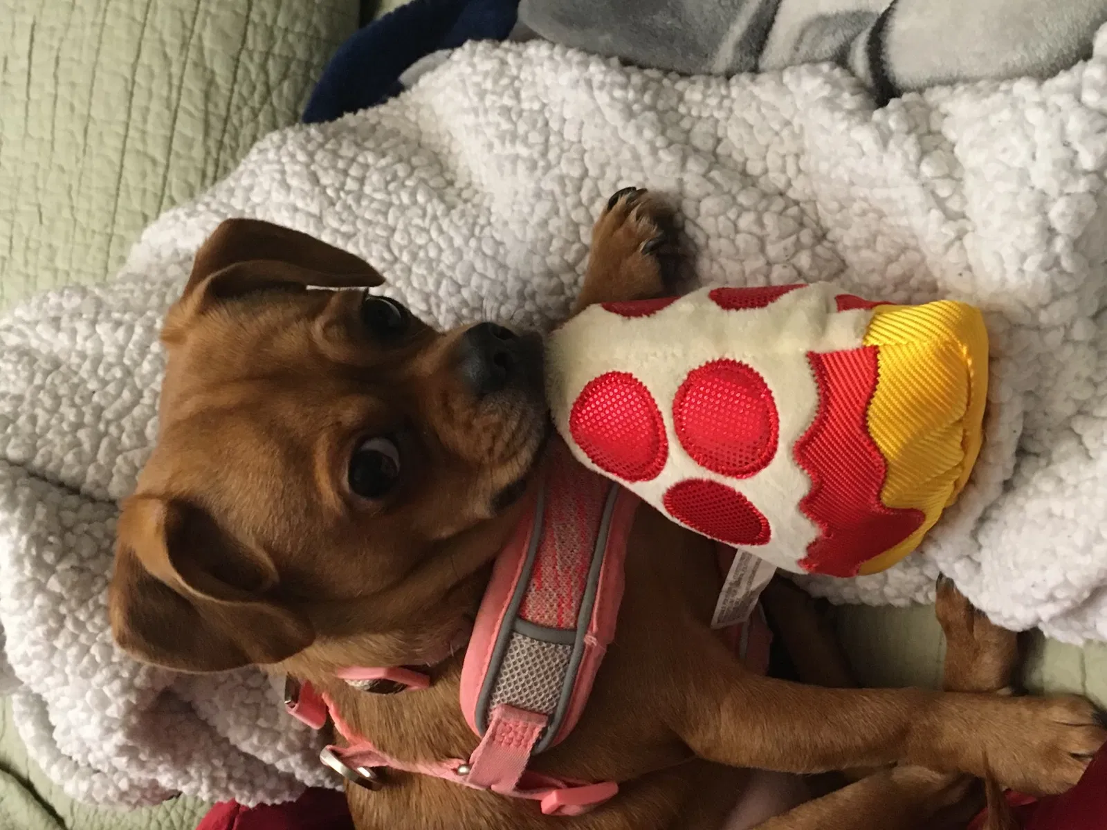Lost dog in San Antonio, TX, 78247