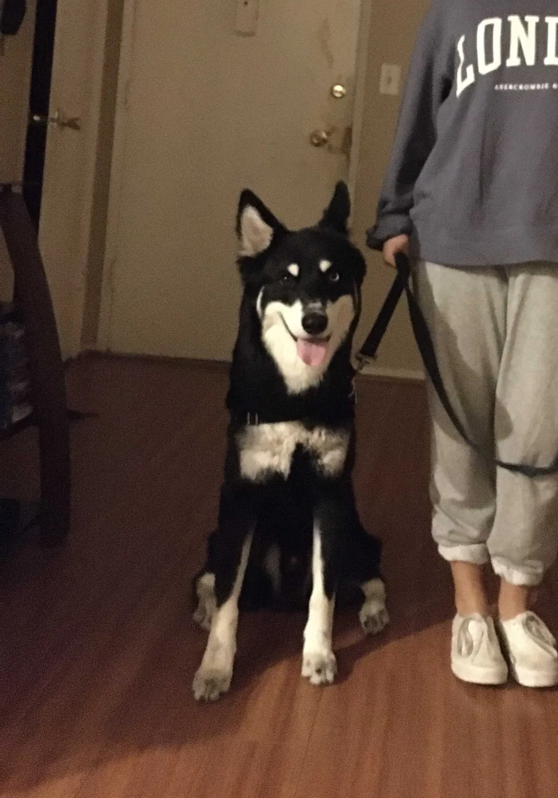 Lost dog in Los Angeles, CA, 90020