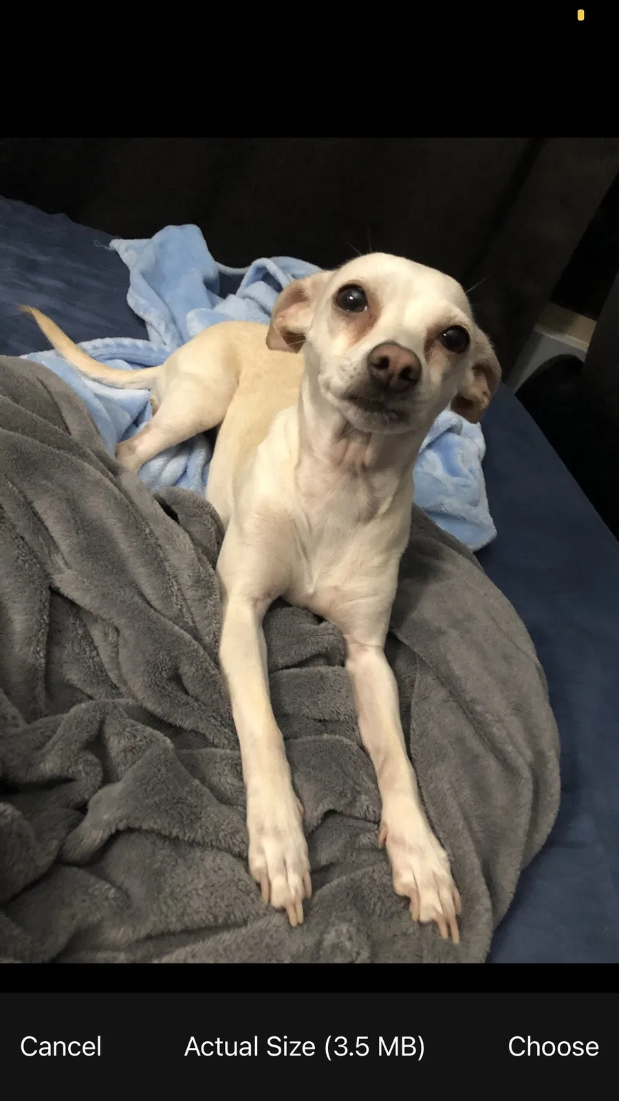 Lost dog in Phoenix, AZ, 85043