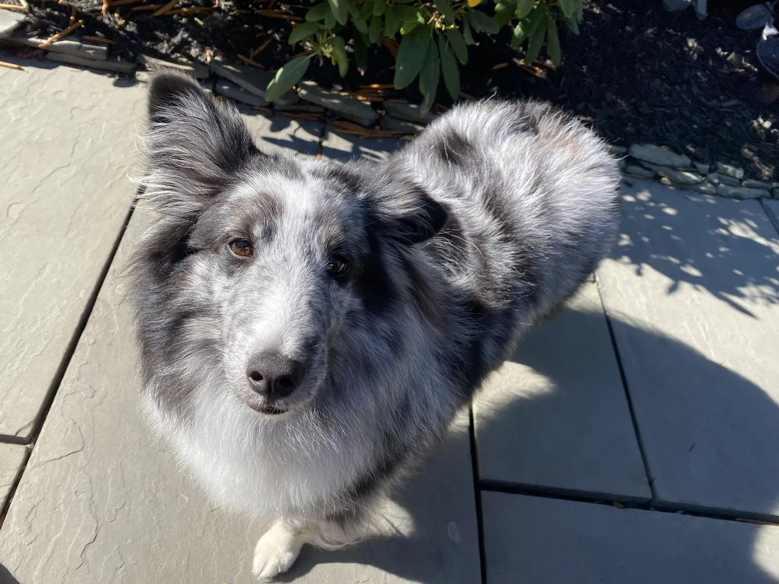 Lost dog in Leesburg, VA, 20176