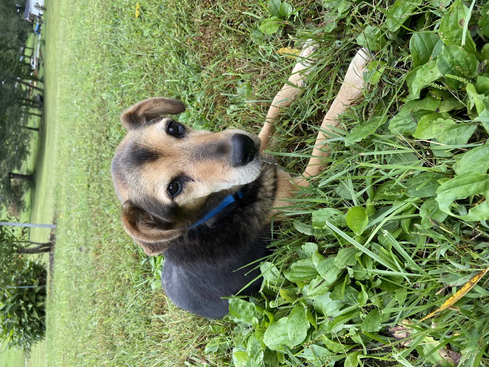 Lost dog in Hixson, TN, 37343