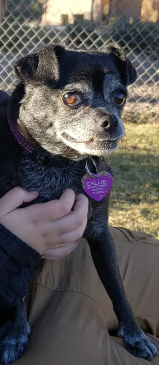 Lost dog in Las Vegas, NV, 89149