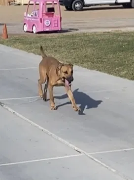 Lost dog in Las Vegas, NV, 89130