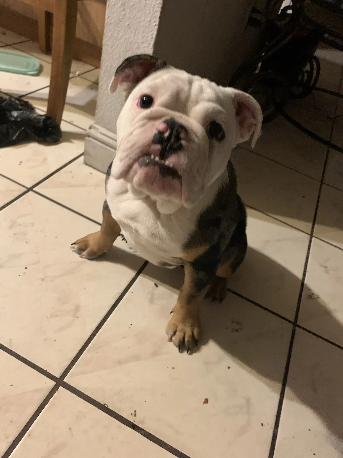 Lost dog in Phoenix, AZ, 85033