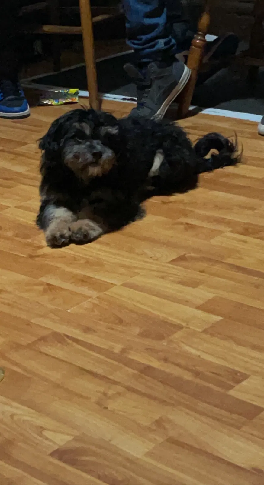 Lost dog in Ogden, UT, 84403