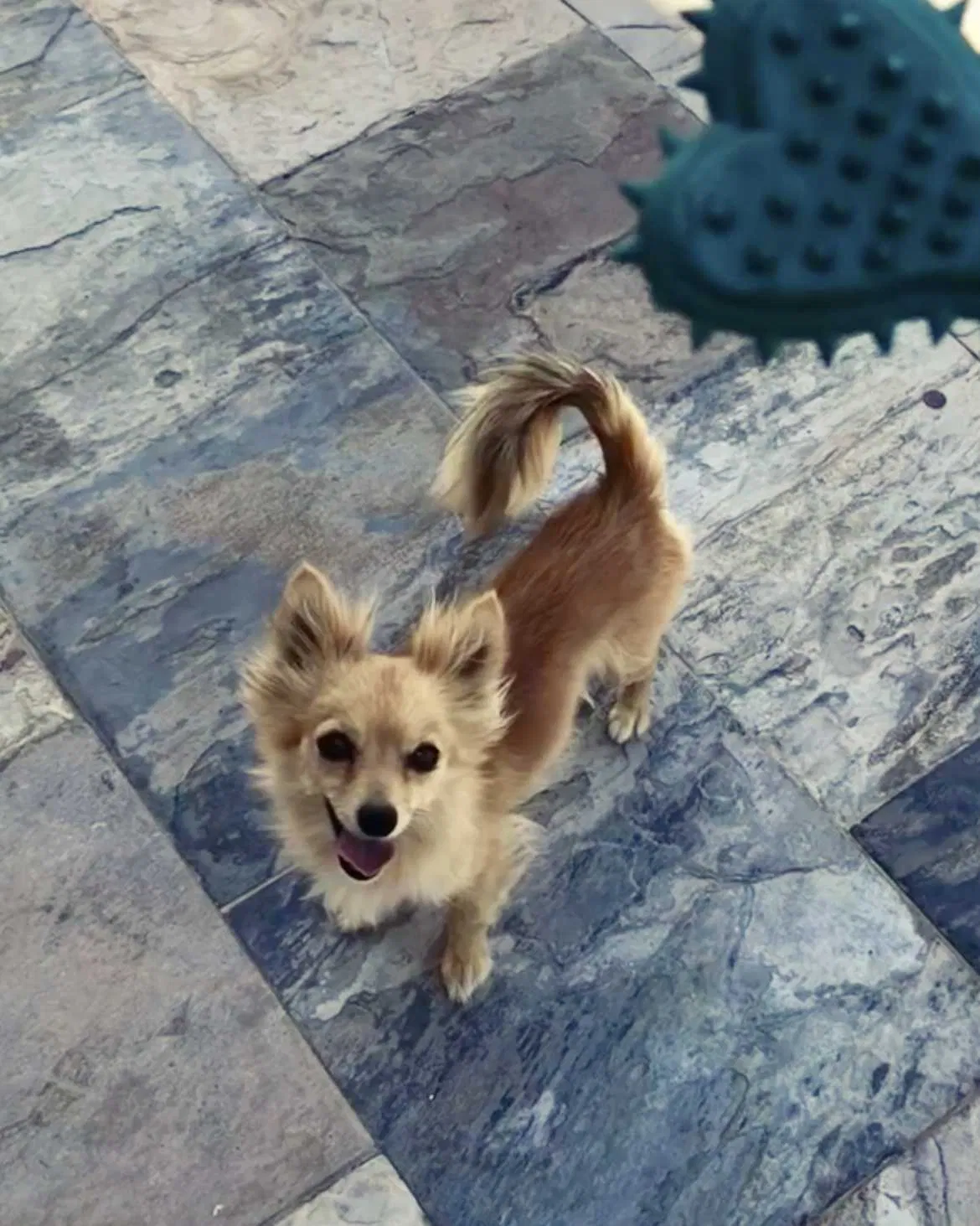 Lost dog in El Paso, TX, 79936