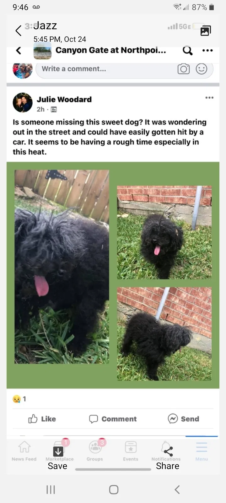 Lost dog in Tomball, TX, 77377