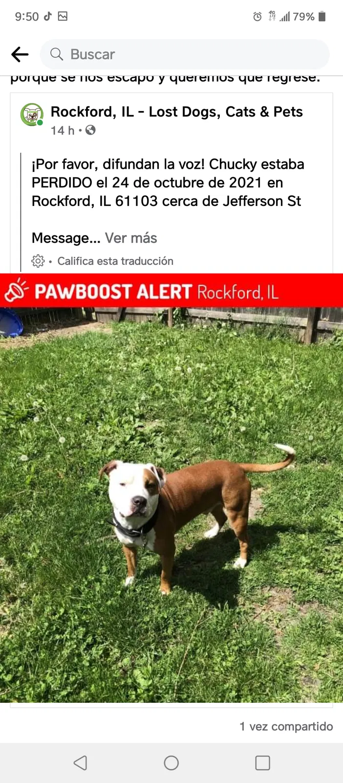 Lost dog in Rockford, IL, 61103