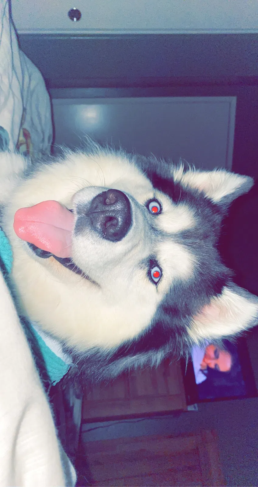 Lost dog in Chula Vista, CA, 91913
