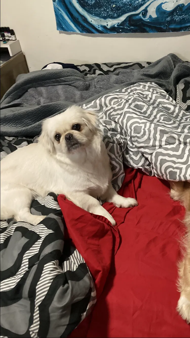 Lost dog in Fresno, CA, 93727