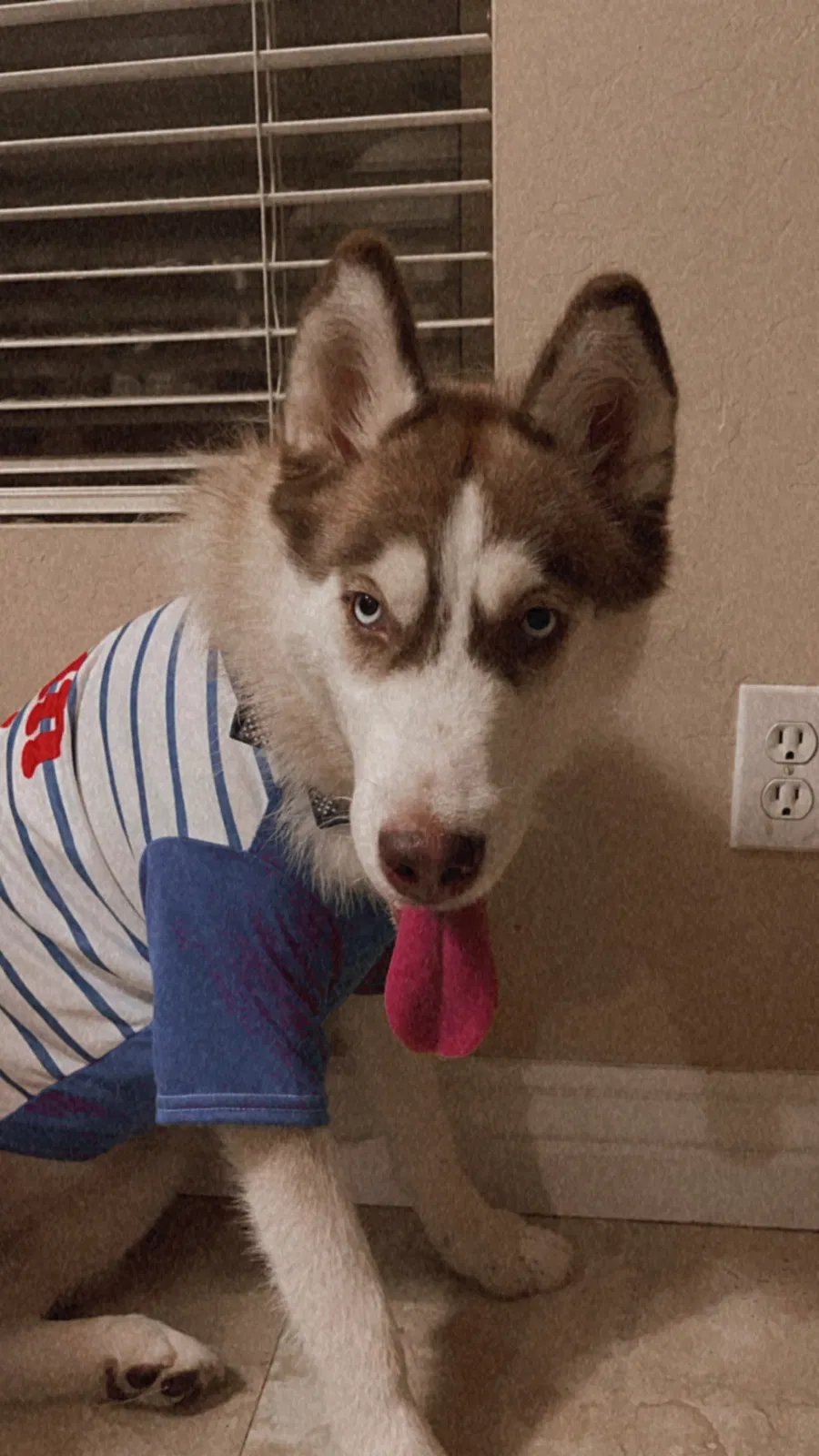Lost dog in Glendale, AZ, 85303