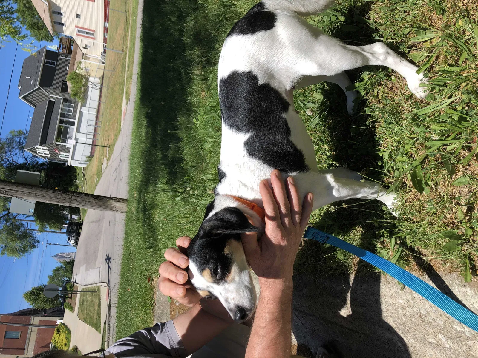 Lost dog in Cleveland, OH, 44126