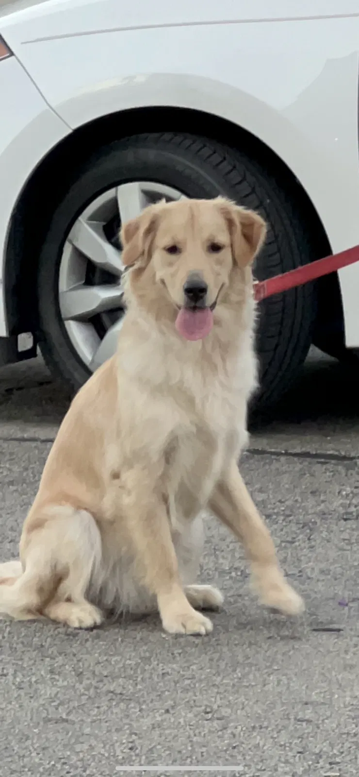 Lost dog in Denver, CO, 80231