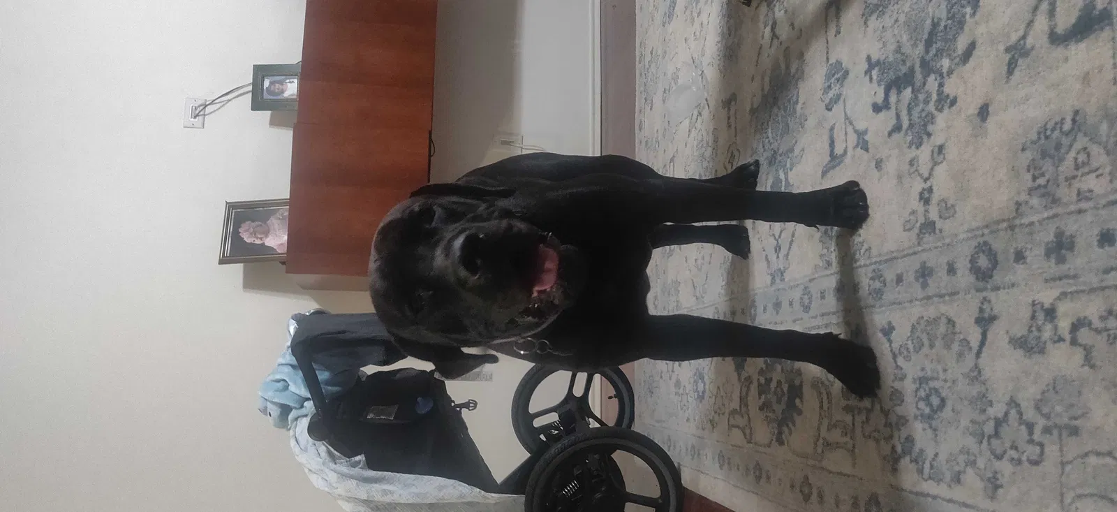 Lost dog in Katy, TX, 77449