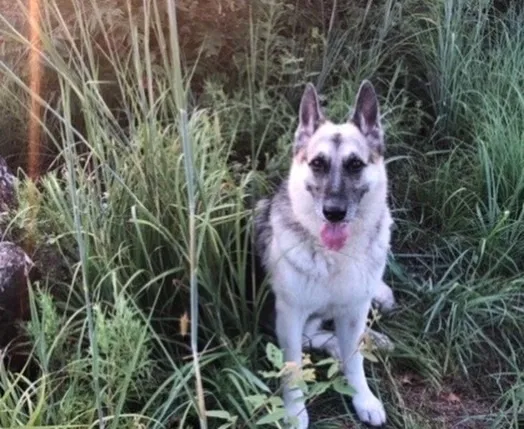 Lost dog in Hominy, OK, 74035